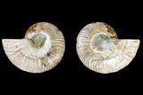 Agate Replaced Ammonite Fossil - Madagascar #145905-1